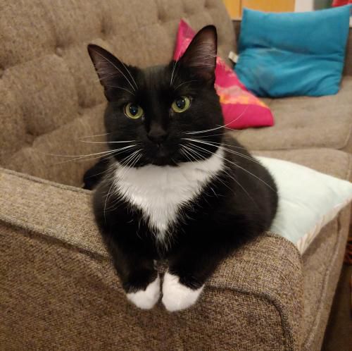 061917 Oreo.jpg